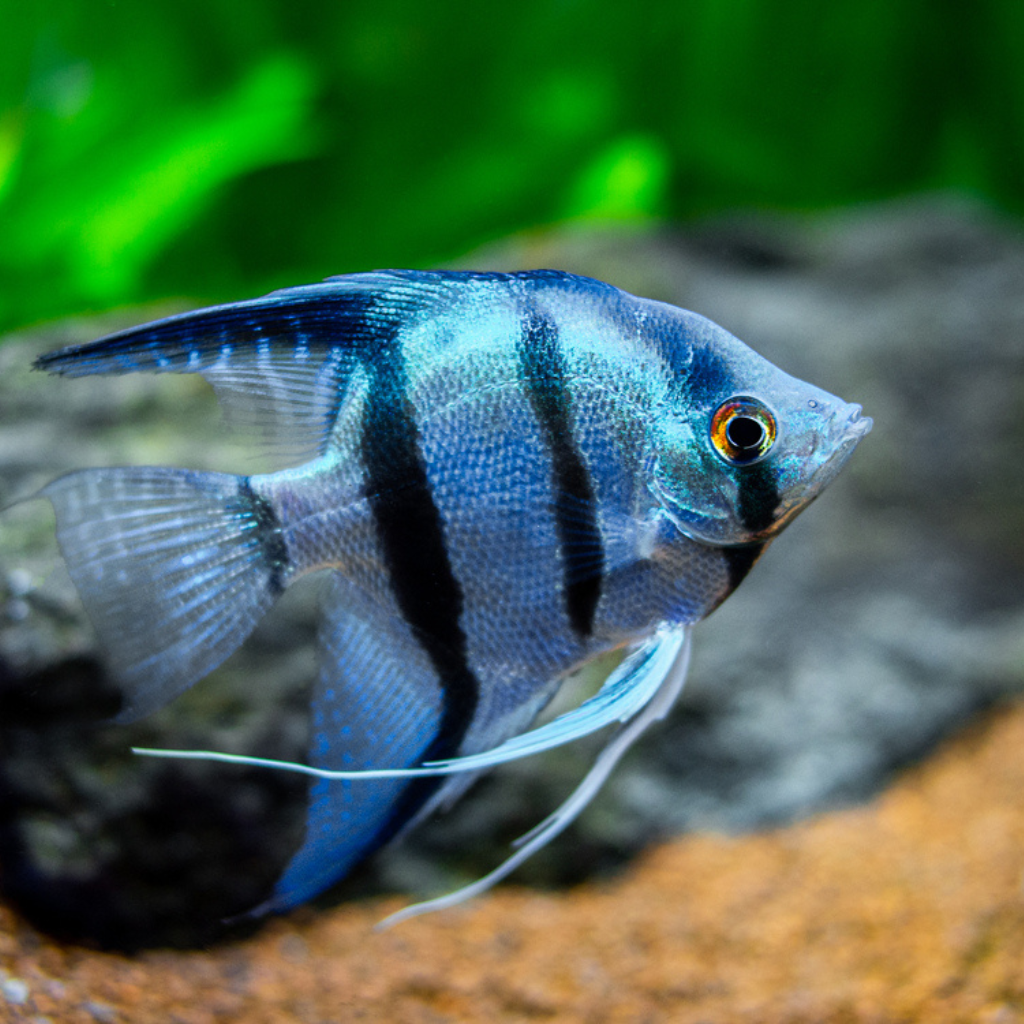 Blue Angelfish Freshwater Tropical Fish Cichlid