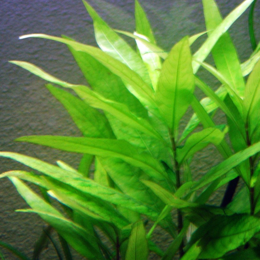 Blue Hygrophilia Aquatic Plant 