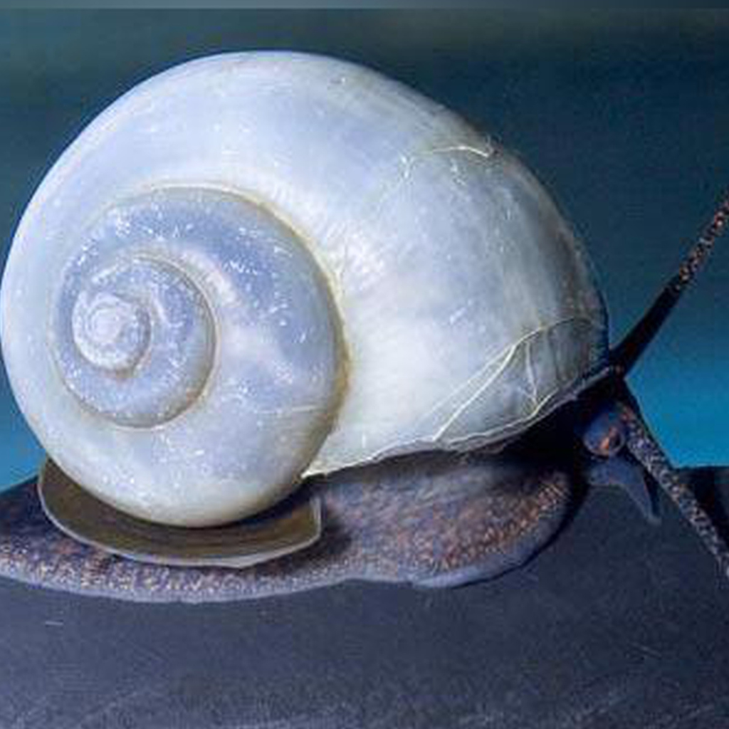 Blue Mystery Snail Freshwater Tropical Snail 