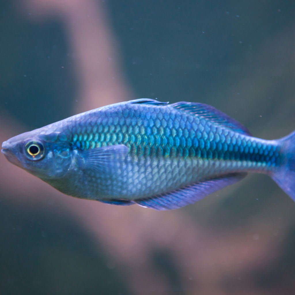 Blue Rainbow Fish Freshwater Tropical Fish 