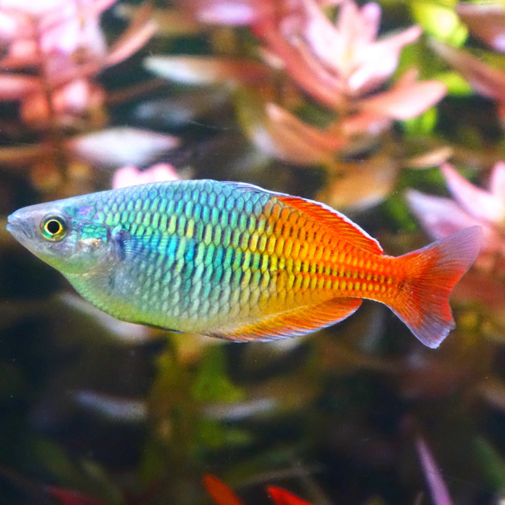 Boesemani Rainbow Fish Freshwater Tropical Fish 