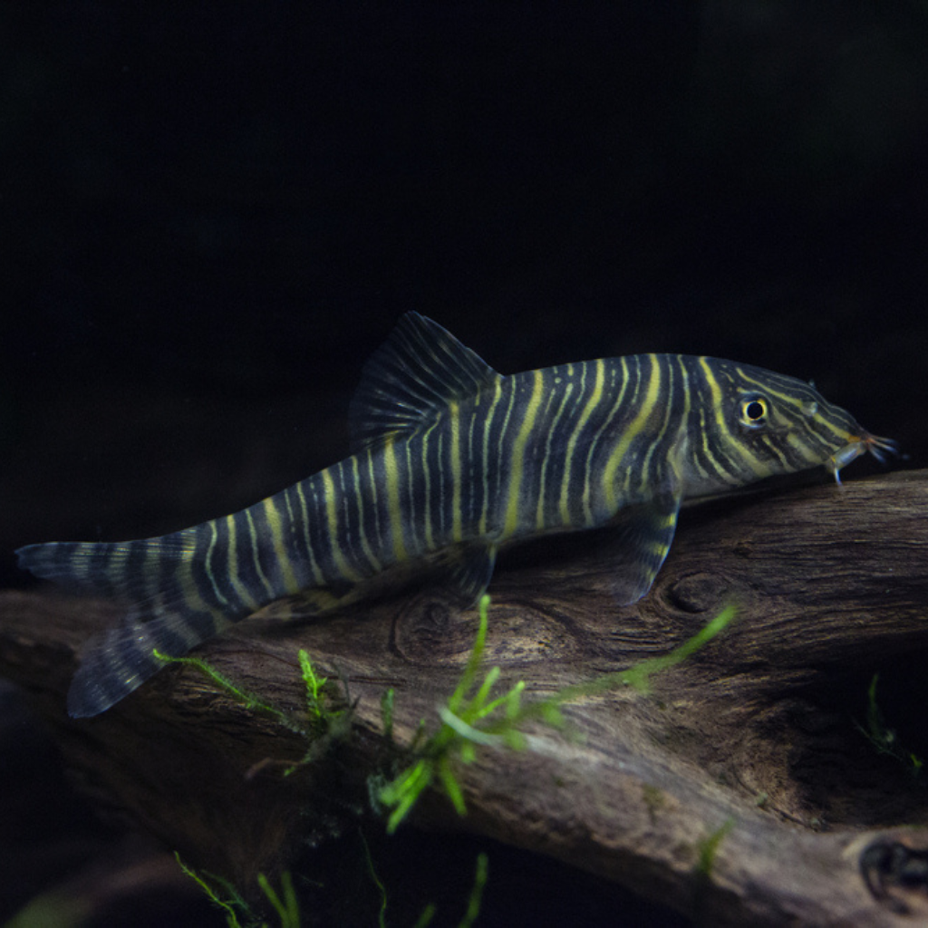 Botia striata freshwater Tropical Fish 