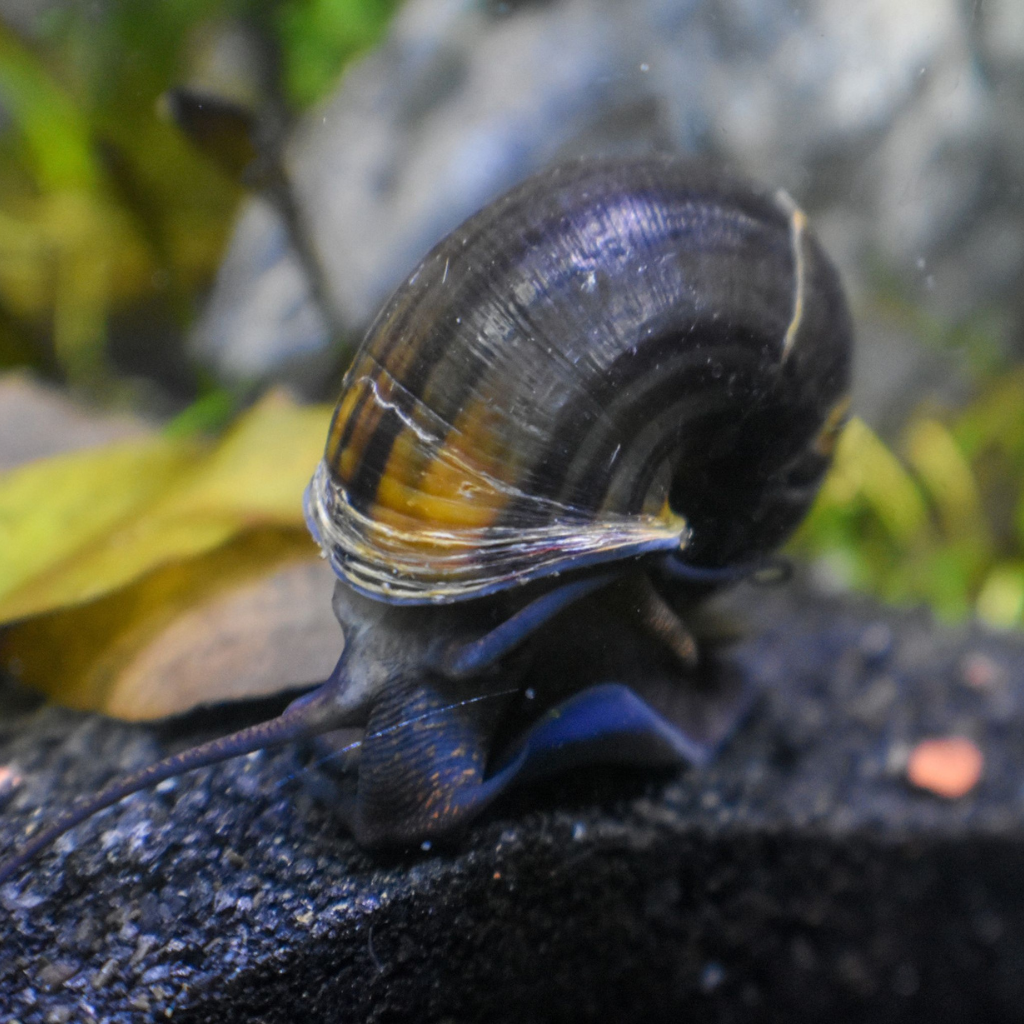 Brown Mystery Snail Freshwater Tropical Snail 