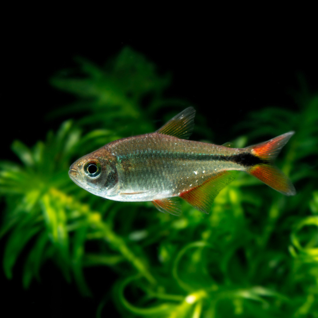 Buenos Aires Tetra Freshwater Tropical Fish 