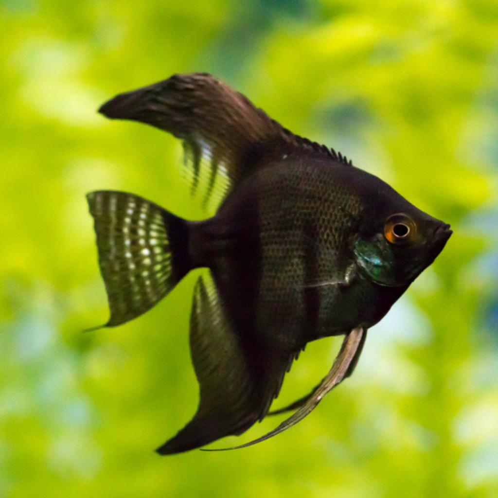 Bulgarian Black Angelfish freshwater tropical fish 