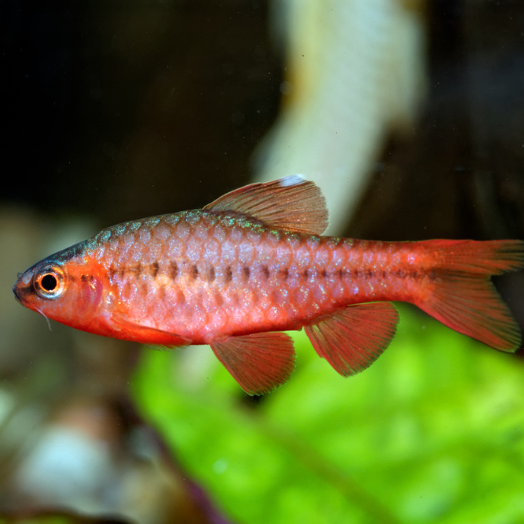 Cherry Barb Freshwater Tropical Fish