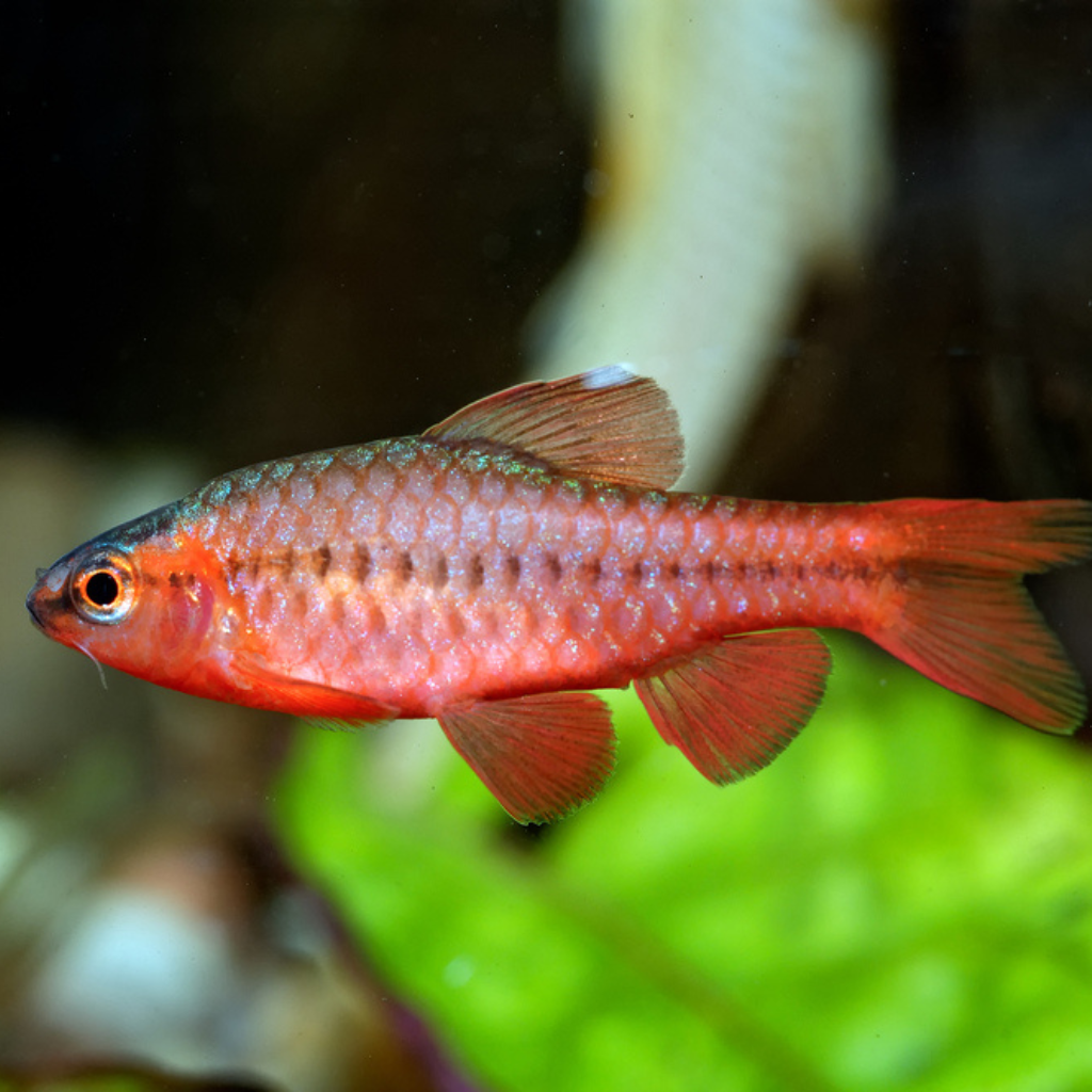 Cherry Barb The Fish Room TFR
