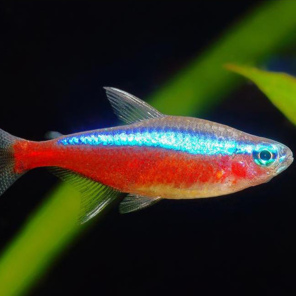 Cardinal Tetra Freshwater Tropical Fish 