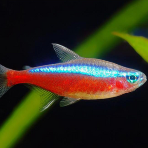 Neon Tetra  Real Aquatics