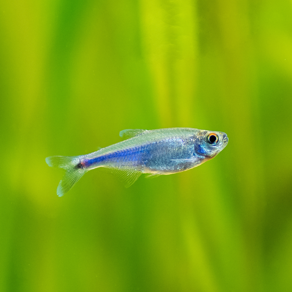 Cochu Blue Tetra Freshwater Tropical Fish 