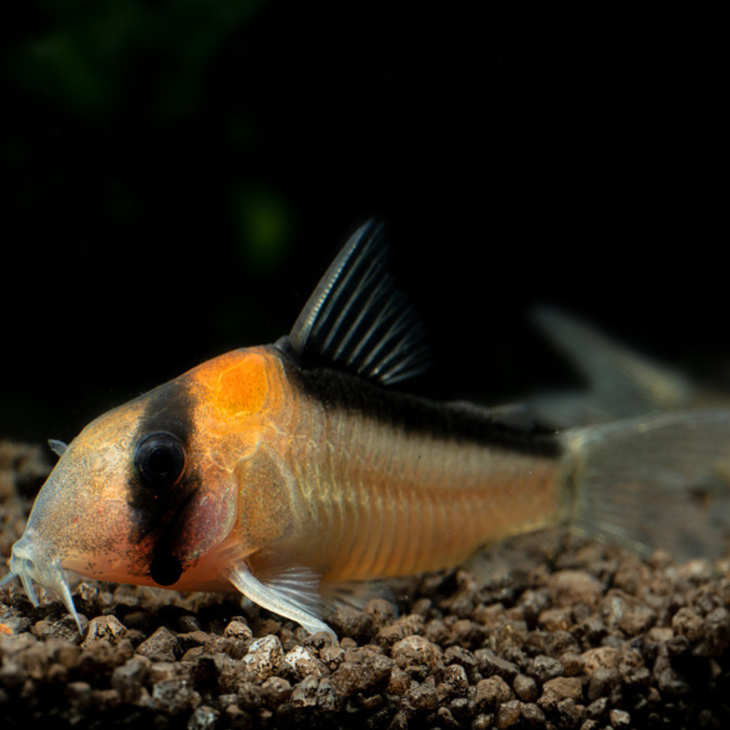 Corydoras Adolfoi Freshwater Tropical Catfish 