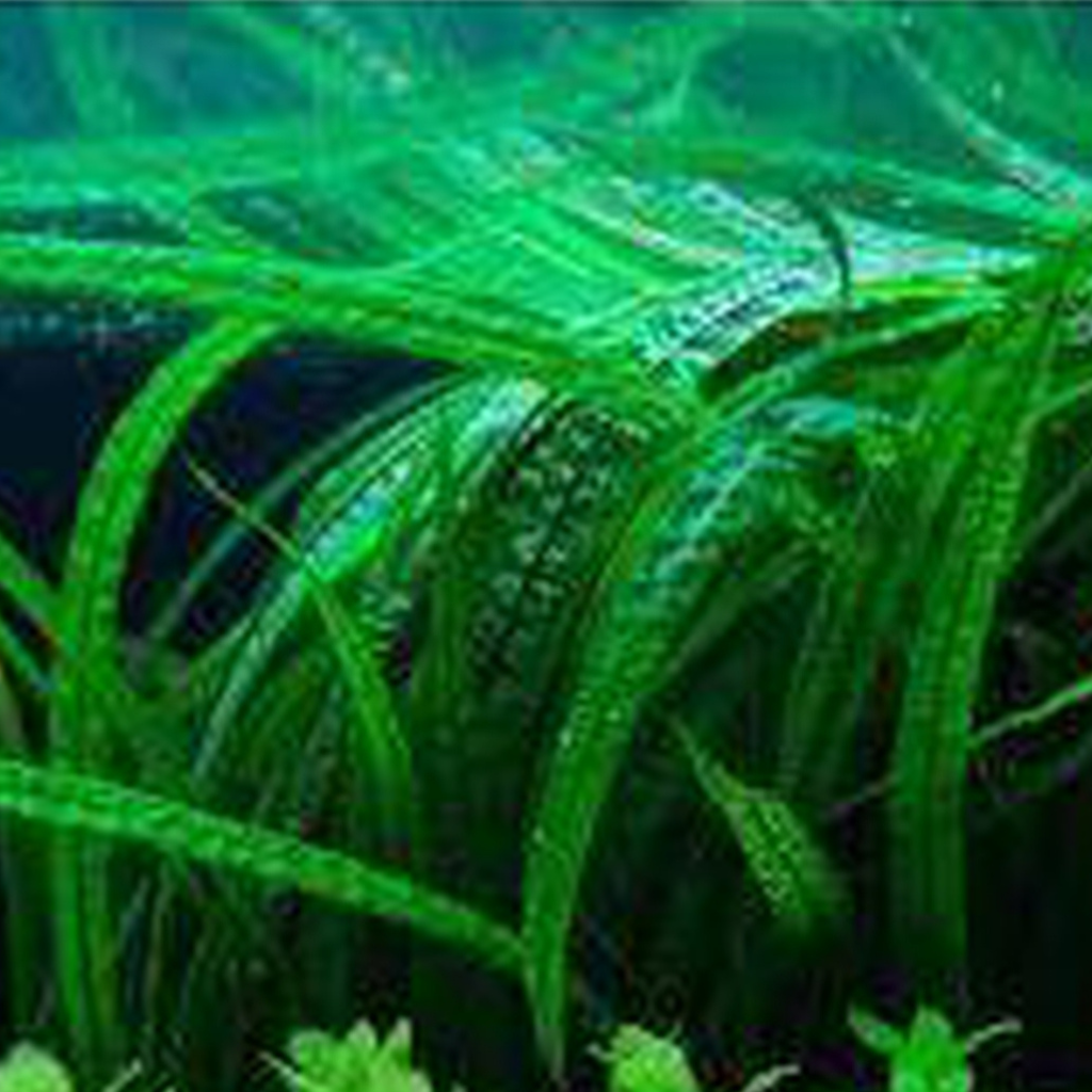 Crypt Balansae Aquatic Plant 