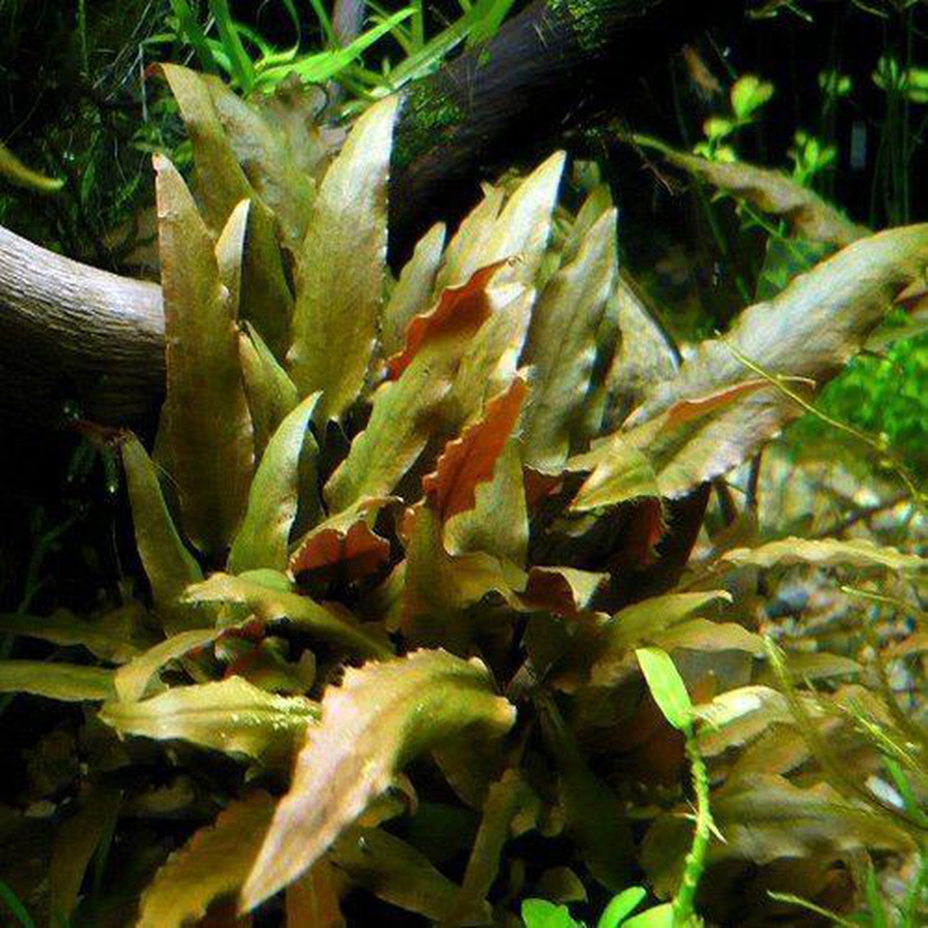 Cryptocoryne Walkeri Aquatic Plant 