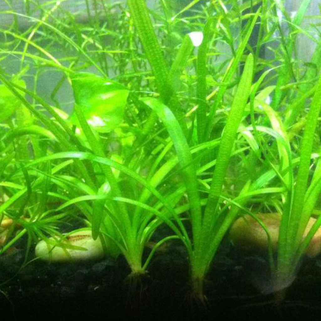 Dwarf Sagittaria Aquatic Plant 