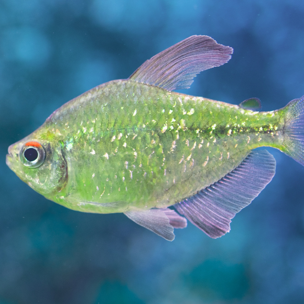 Diamond Tetra Freshwater Tropical Fish 