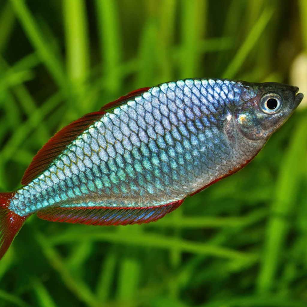 Dwarf Neon Rainbow Fish Freshwater Tropical FIsh 