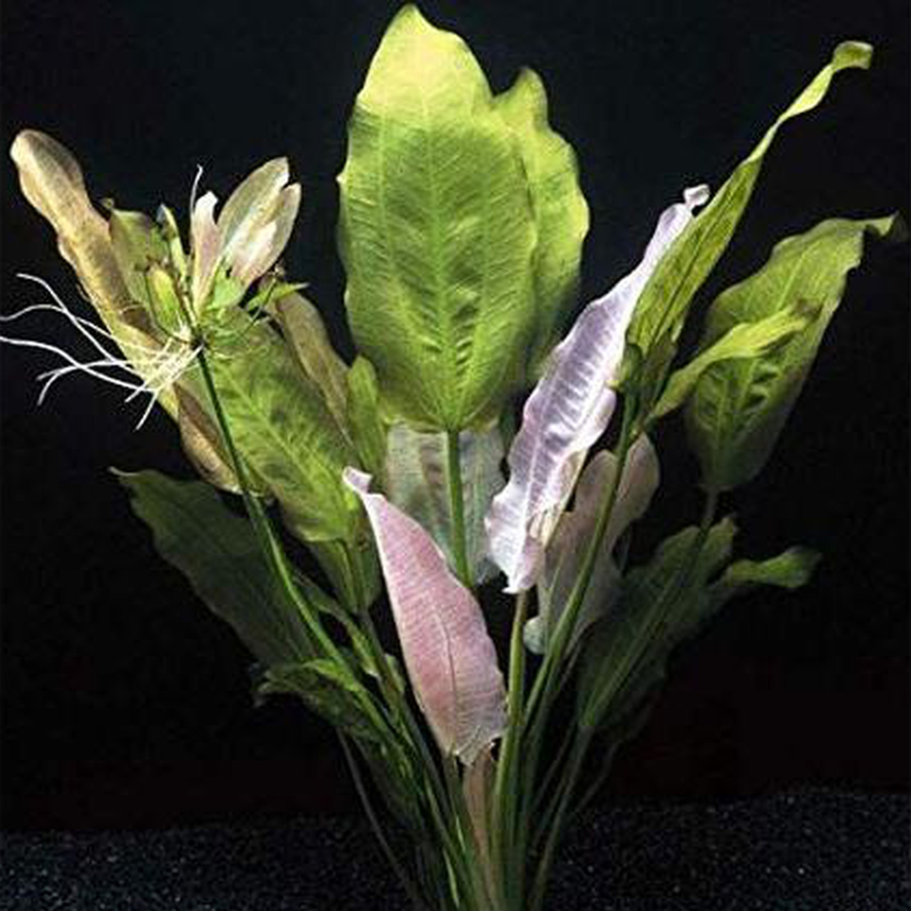 Echinodorus Rose Sword Plant Aquatic Plant 