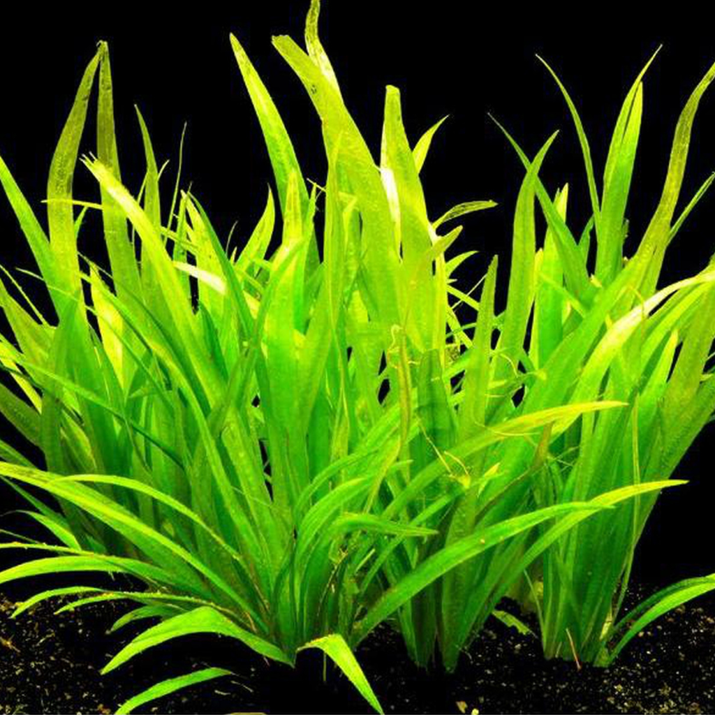 Echinodorus Latifolius Aquatic Plant 