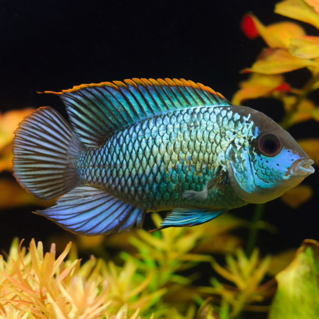 Electric Blue Acara Freshwater Tropical Fish 