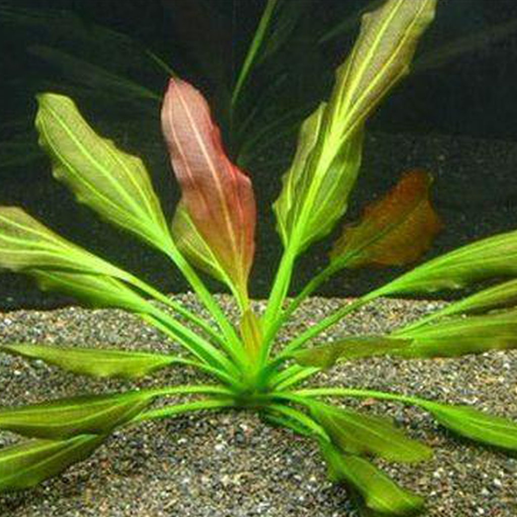 Echinodorus Osiris Aquatic Plant