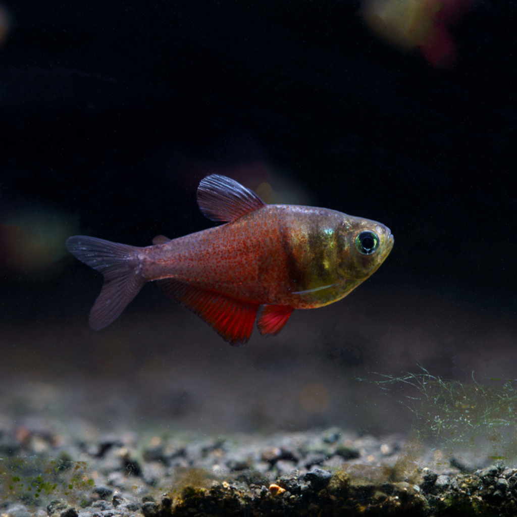 Flame Tetra Freshwater Tropical Fish 