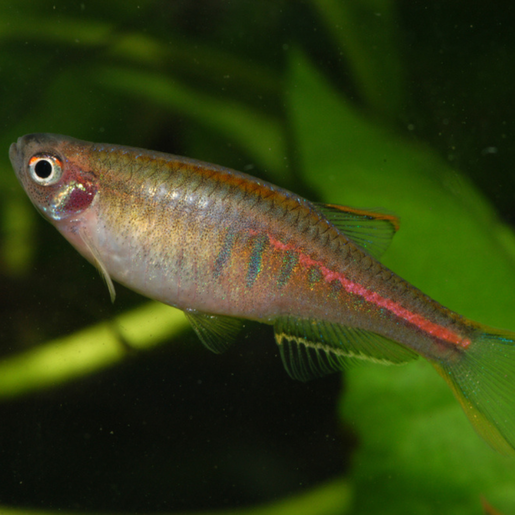 Glowlight Danio Celestichthys choprae Freshwater Tropical Fish 