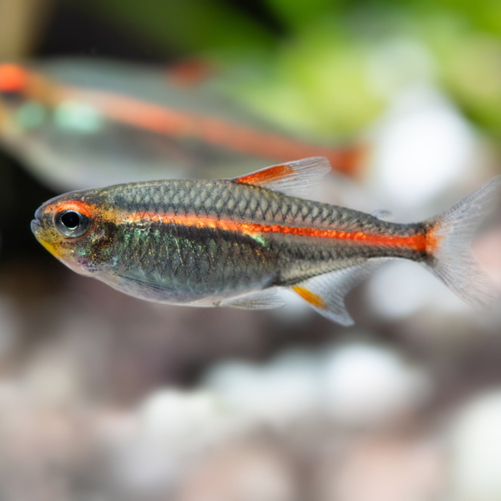 Glowlight Tetra Freshwater Tropical Fish 
