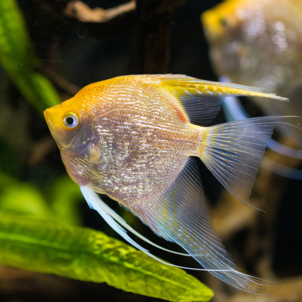 Gold Angelfish Freshwater Tropical Fish Cichlid