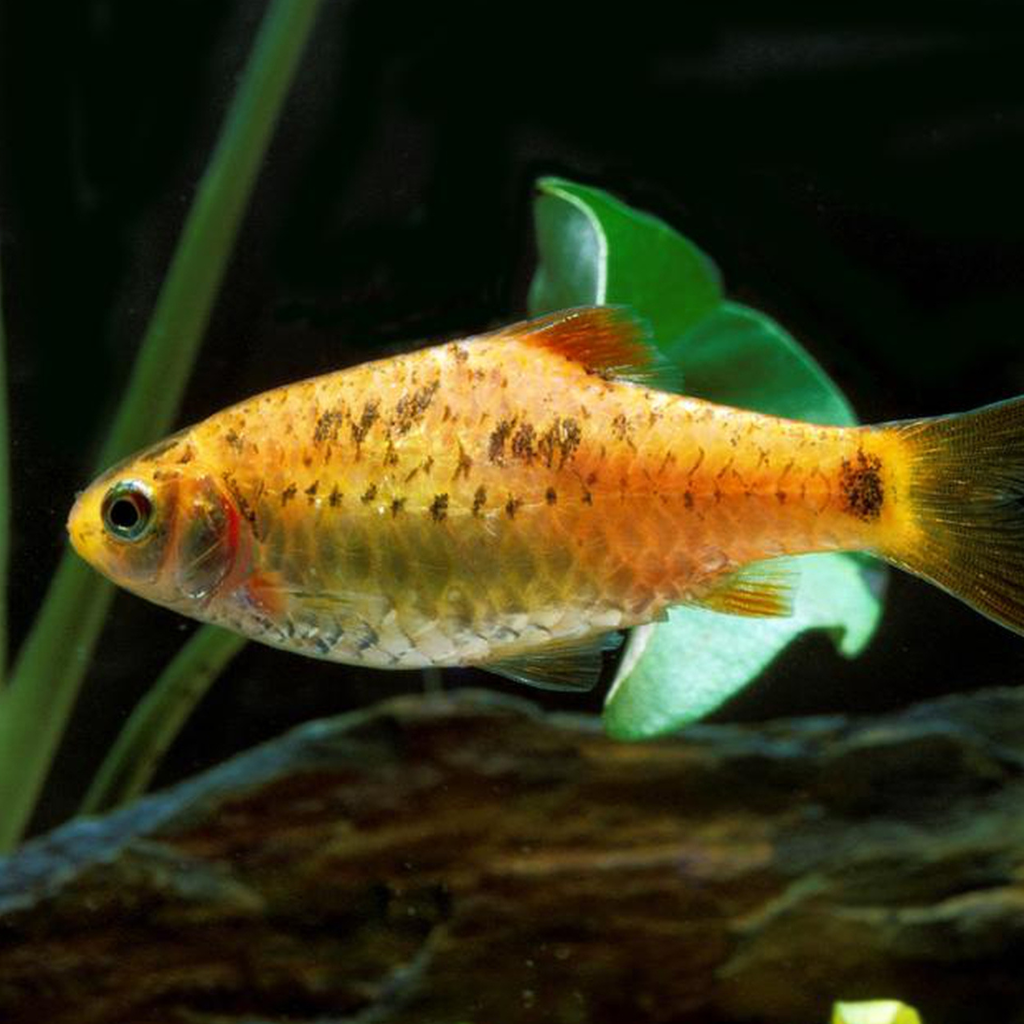 Golden Barb Freshwater Tropical Fish 