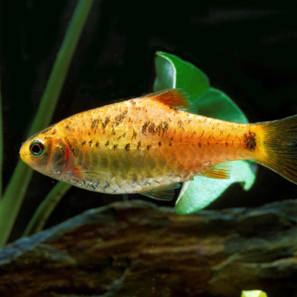 Golden Barb The Fish Room TFR