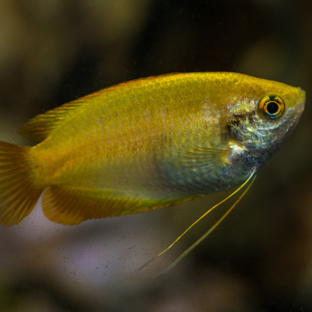 Gold Honey Gourami Trichogaster chuna Freshwater Tropical Fish 