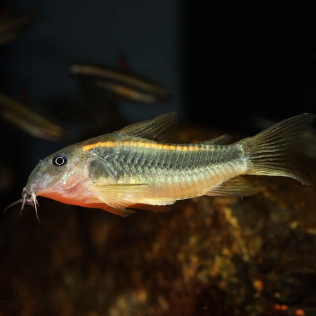 Gold laser Corydoras Freshwater Tropical Catfish 