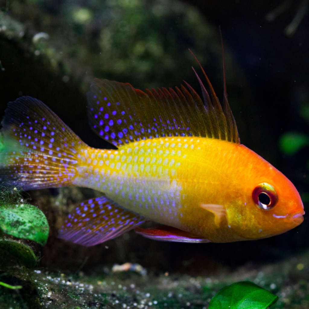 Gold Ram Dwarf Cichlid Freshwater Tropical Fish 