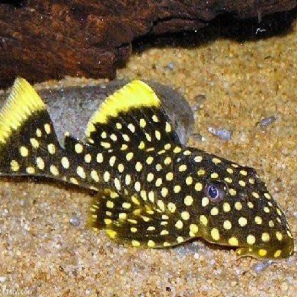 Gold Nugget Pleco Freshwater Tropical Catfish 