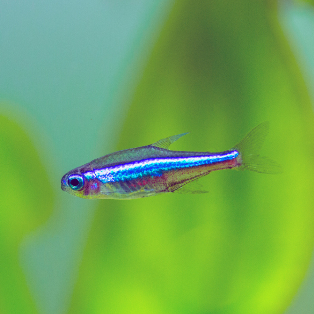 Green Neon Tetra Freshwater Tropical Fish 
