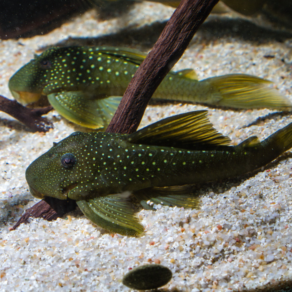 Green Phantom Pleco Freshwater Tropical Catfish