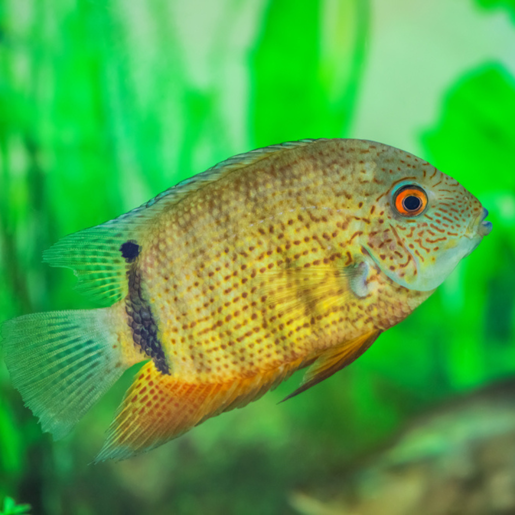 Green Severum Freshwater Tropical Fish 