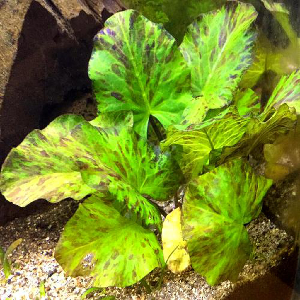 Green Tiger Lotus Aquatic Plant 