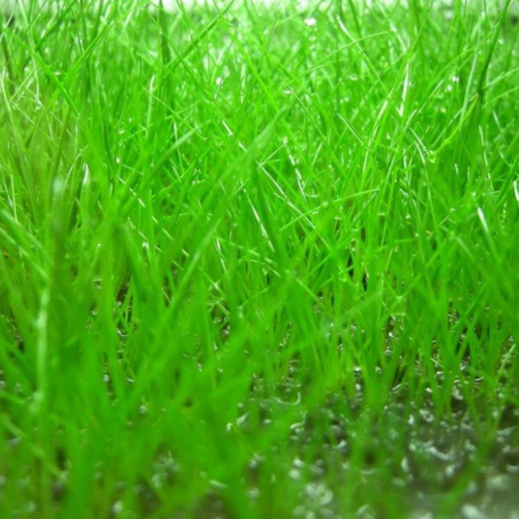 Hair Grass Aquatic Plant 