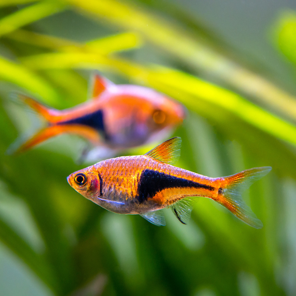 Harlequin Rasboras Freshwater Tropical Fish