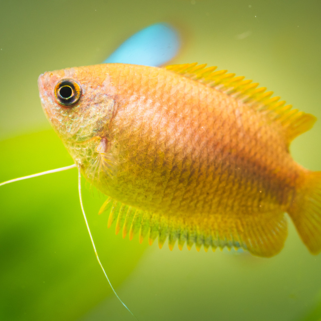 Tropical fish dwarf sales gourami