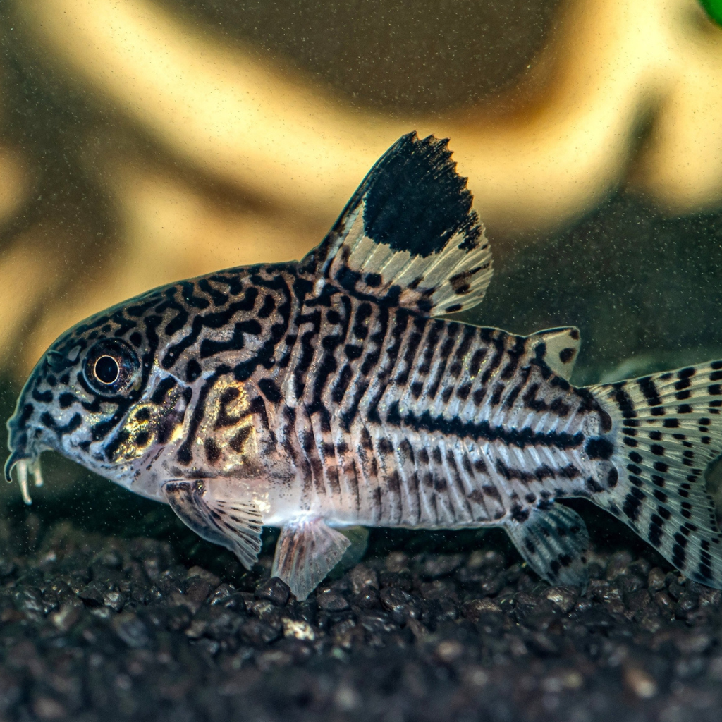 Julii Corydoras Freshwater Tropical Catfish 