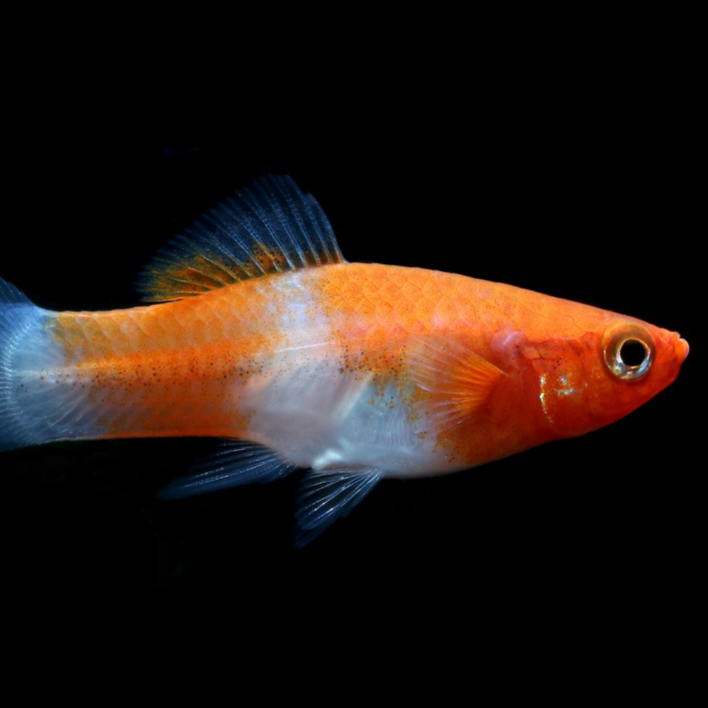 Koi Swordtail Freshwater Tropical Fish 