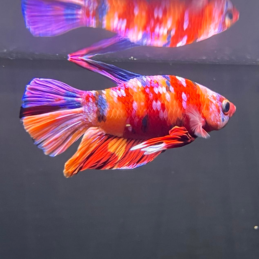 Koi Betta Red Colour Freshwater Tropical Fish 