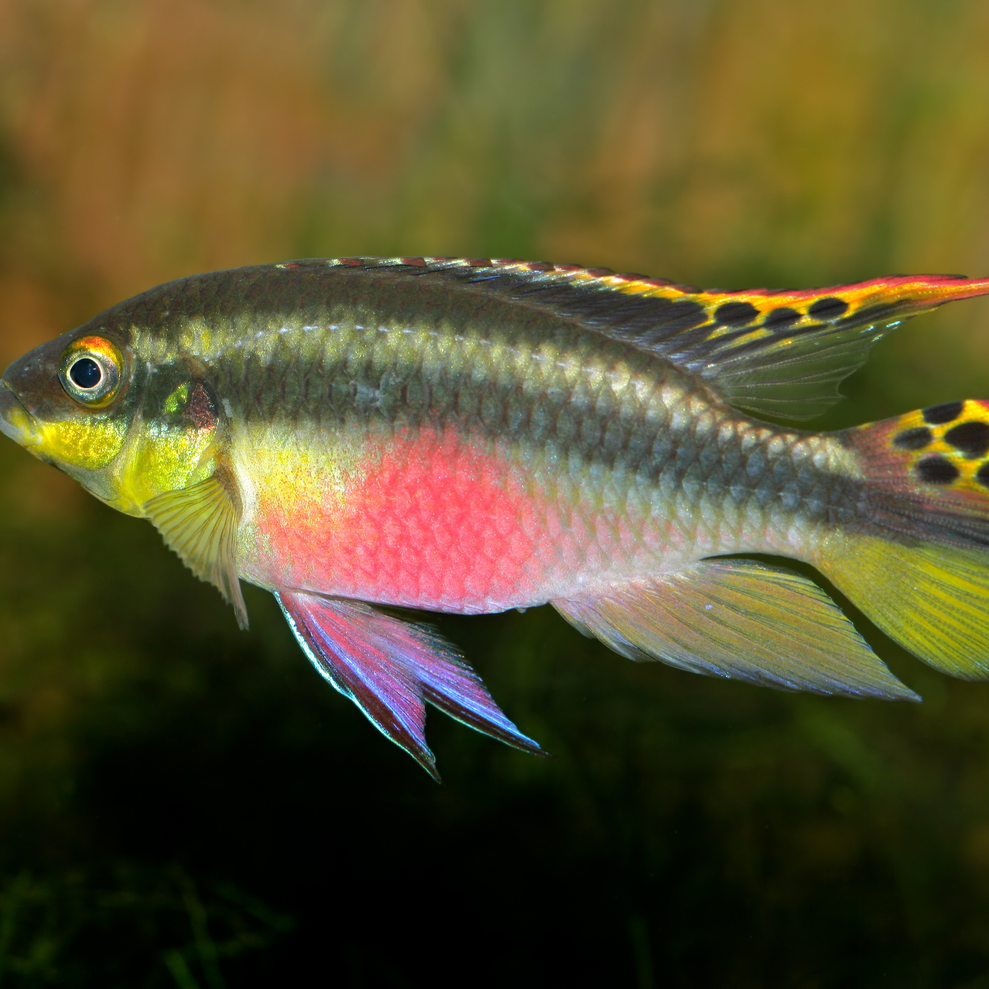 Kribensis Cichlid Freshwater Tropical Fish 