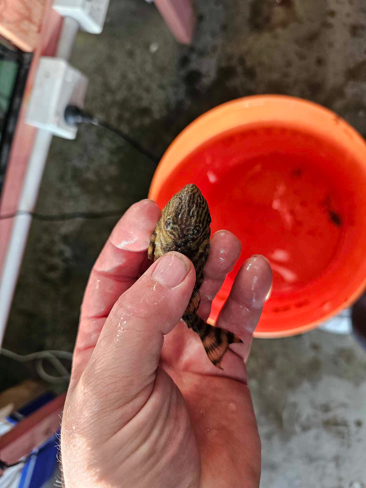 L002 Pleco