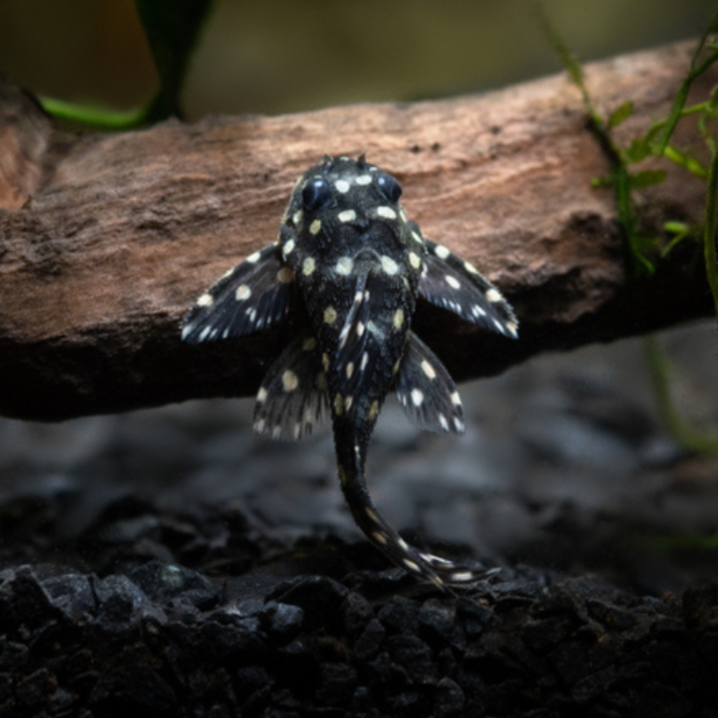 L201 Pleco Freshwater Tropical Catfish