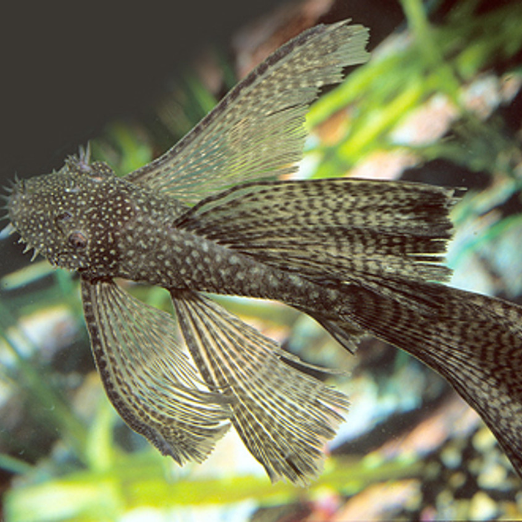 Brown Long Fin Bristlenose Tropical Fish 