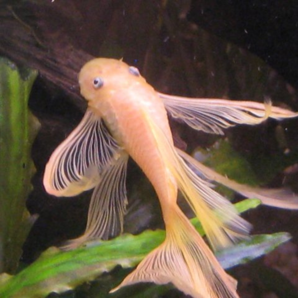 Golden Long Fin Bristlenose Tropical Fish 