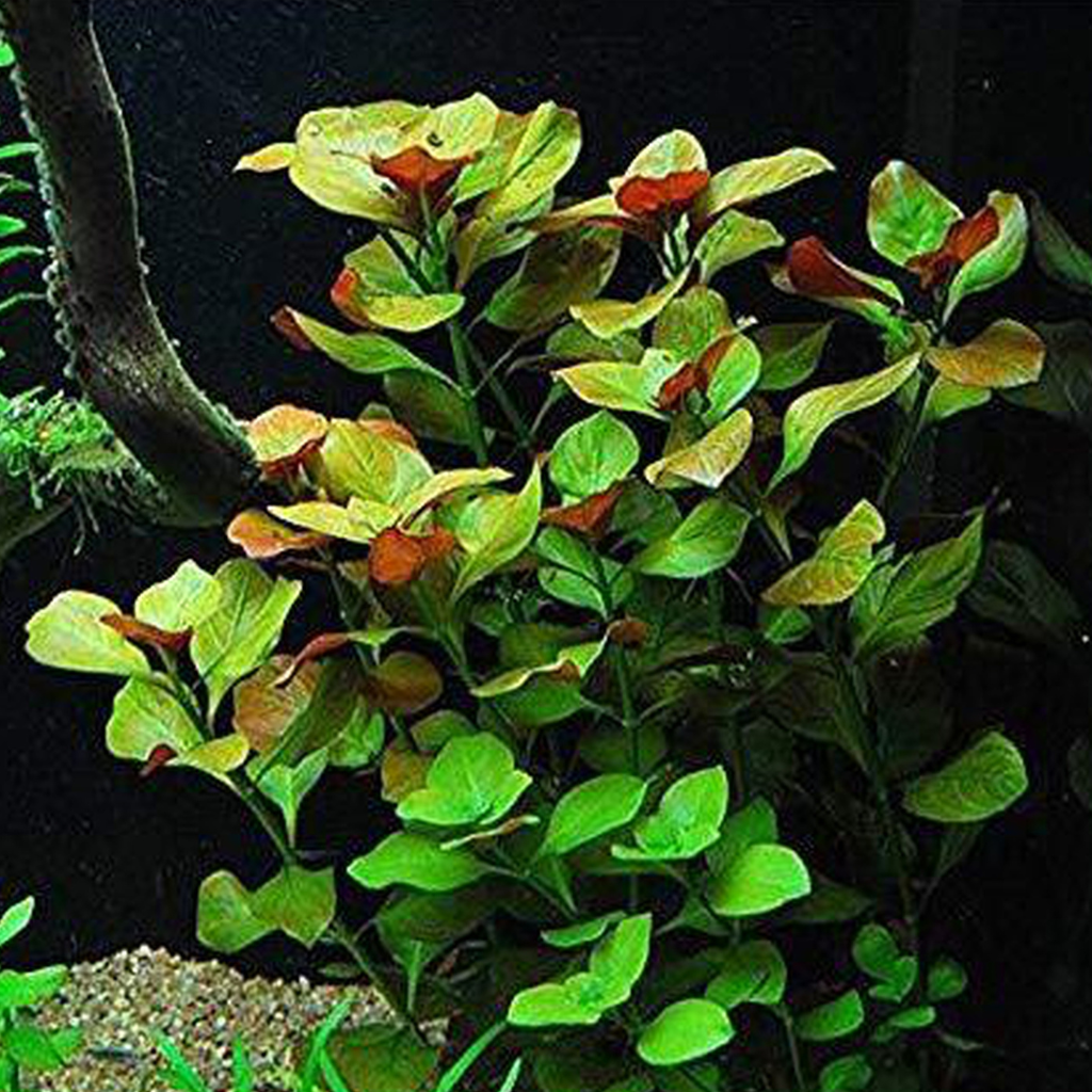 Ludwigia palustris Aquatic Plant 